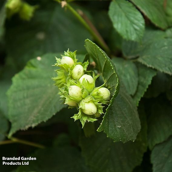 Hazelnut 'Kentish Cob' (Filbert)