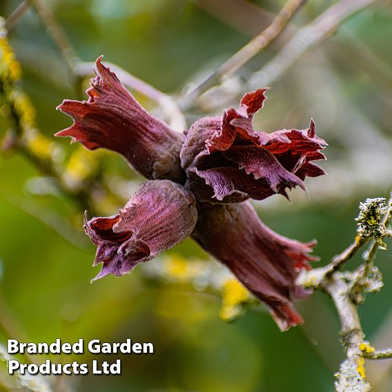 Nut Tree - Purple Filbert