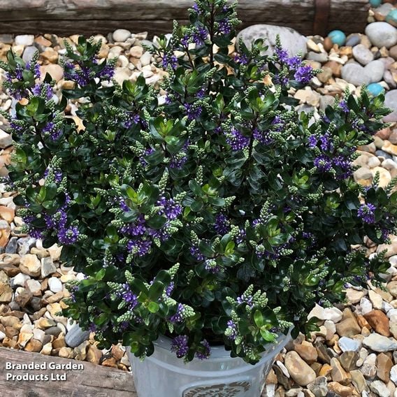 Hebe 'Dark Secret'