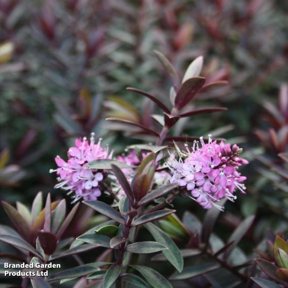 Hebe 'Devotion'