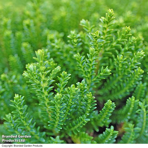 Hebe 'Emerald Green'