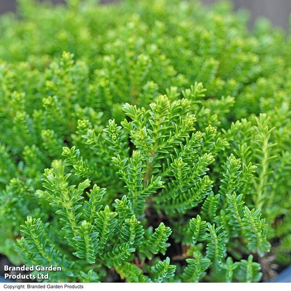 Hebe 'Emerald Green'