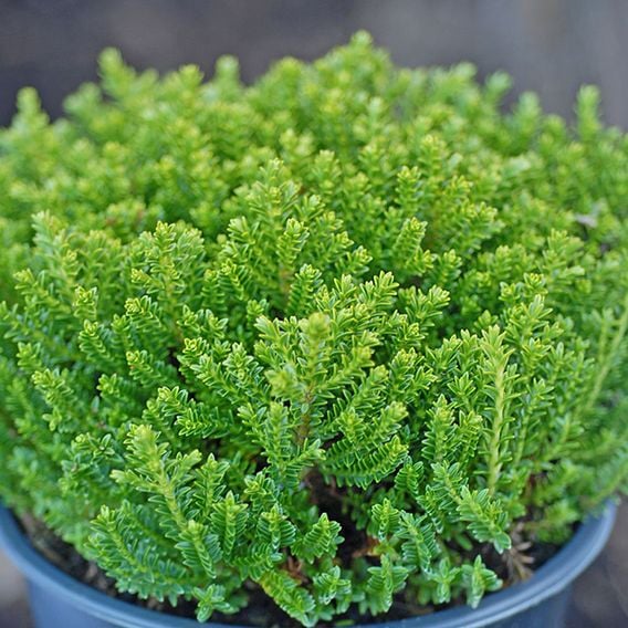 Hebe 'Emerald Green'