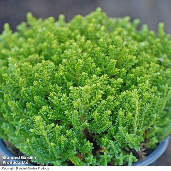 Hebe 'Emerald Green'
