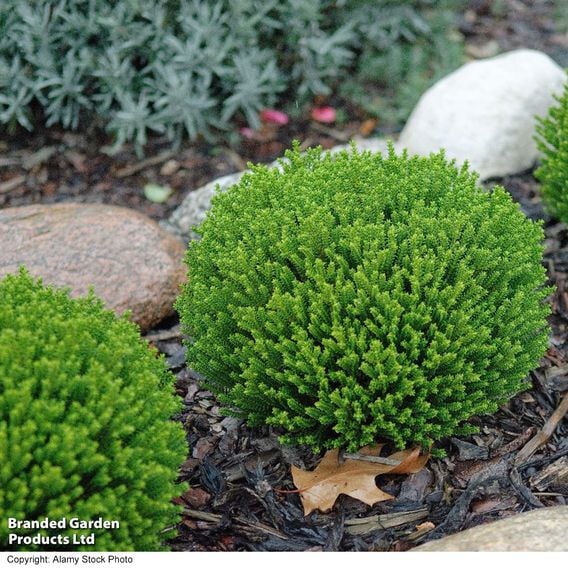 Hebe 'Emerald Green'