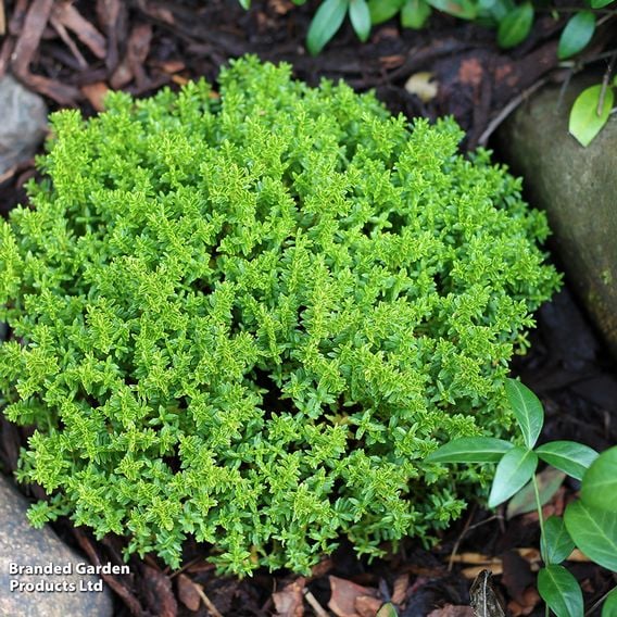 Hebe 'Emerald Green'