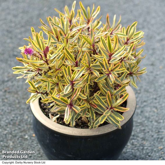 Hebe 'Jewel of the Nile'