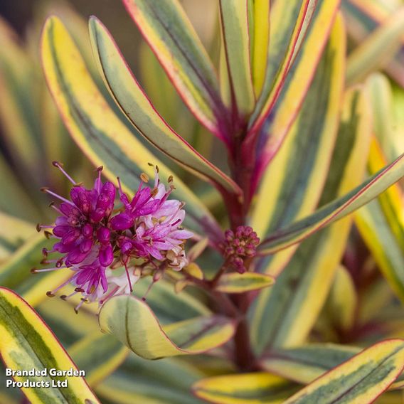 Hebe 'Jewel of the Nile'