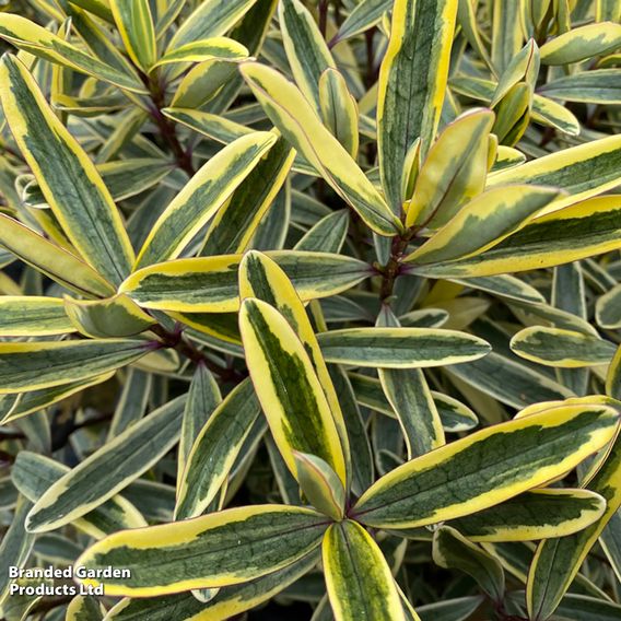 Hebe 'Jewel of the Nile'