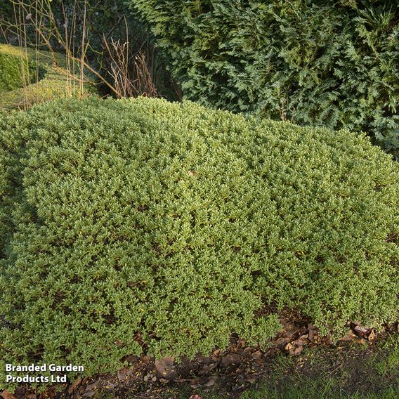 Hebe pinguifolia 'Pagei'