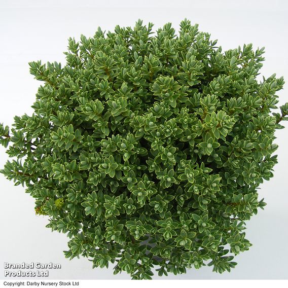 Hebe pinguifolia 'Pagei'