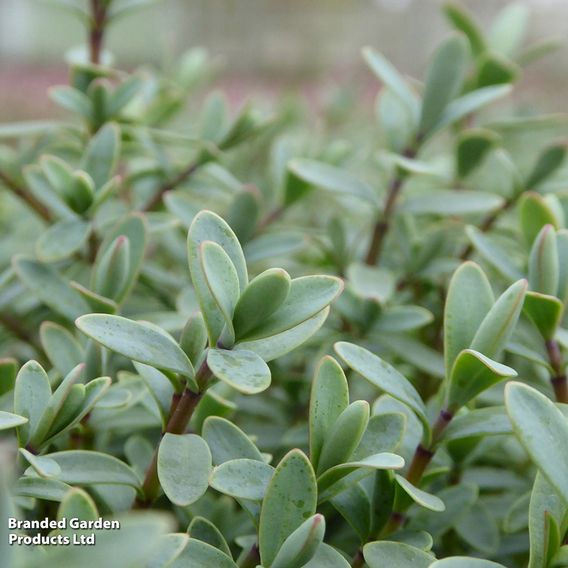 Hebe pinguifolia 'Pagei'