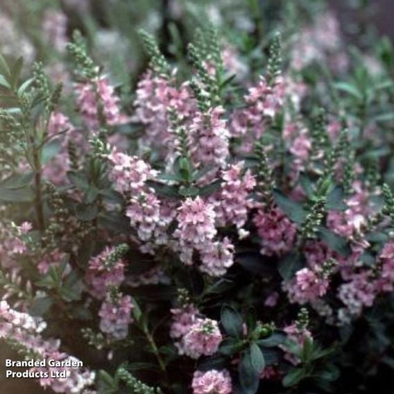 Hebe 'Pink Pixie™'