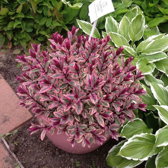 Hebe 'Rhubarb and Custard'