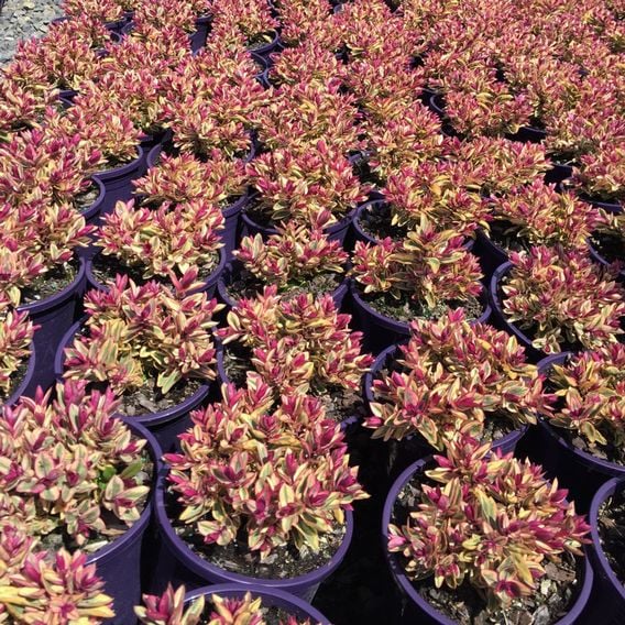Hebe 'Rhubarb and Custard'