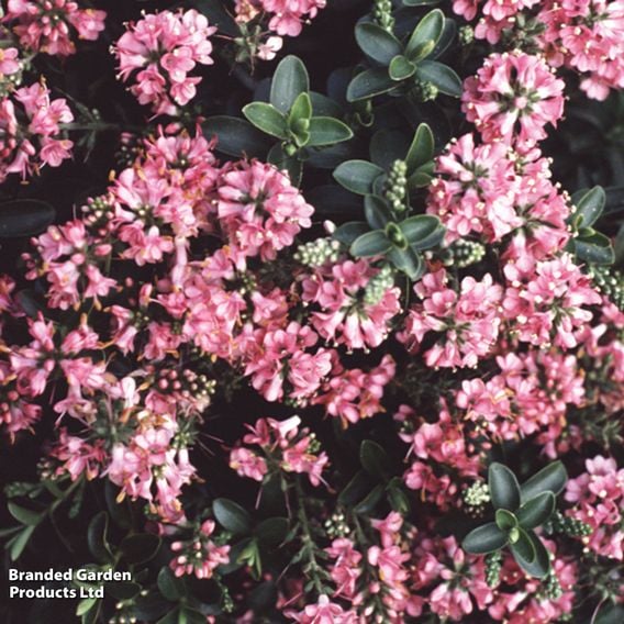 Hebe 'Rosie'