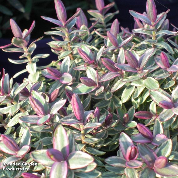 Hebe 'Silver Dollar'