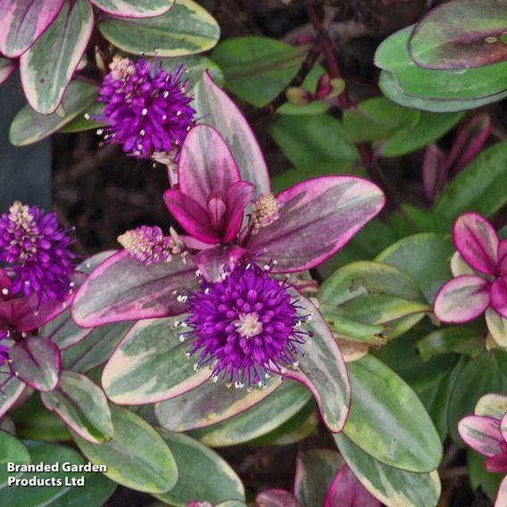 Hebe 'Super Red'