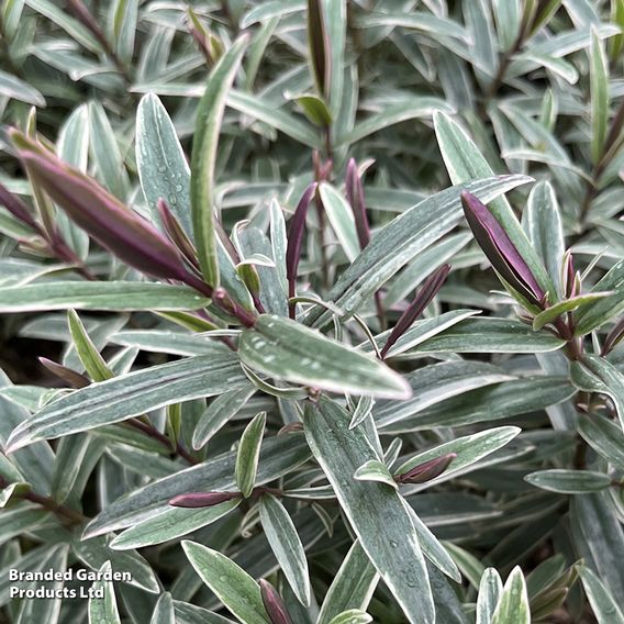Hebe 'Winter Wonder'