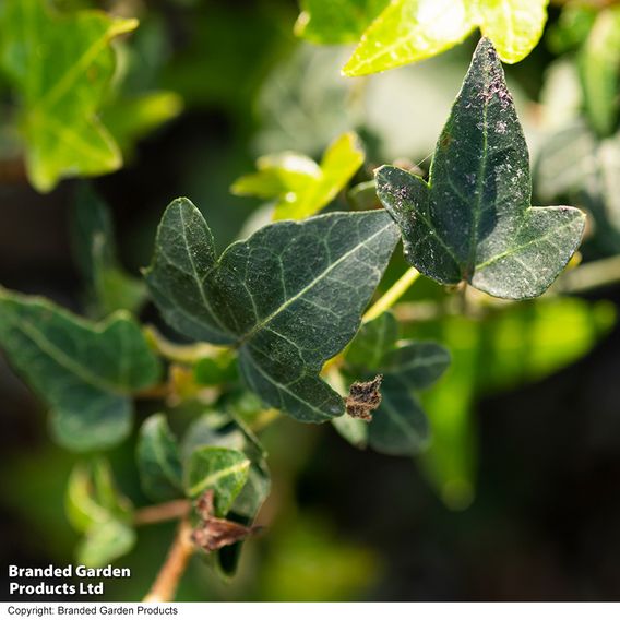 Hedera 'Green Shamrock'