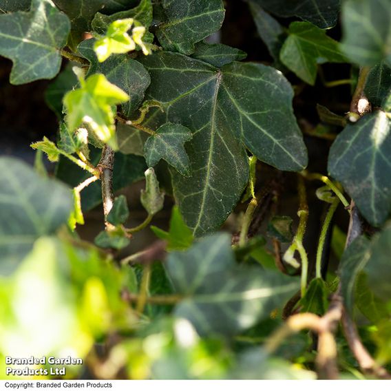 Hedera 'Green Shamrock'