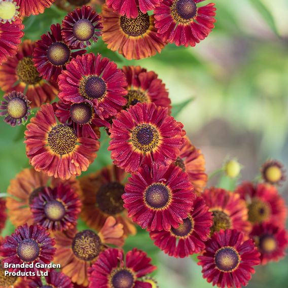 Helenium autumnale 'Red Shades'