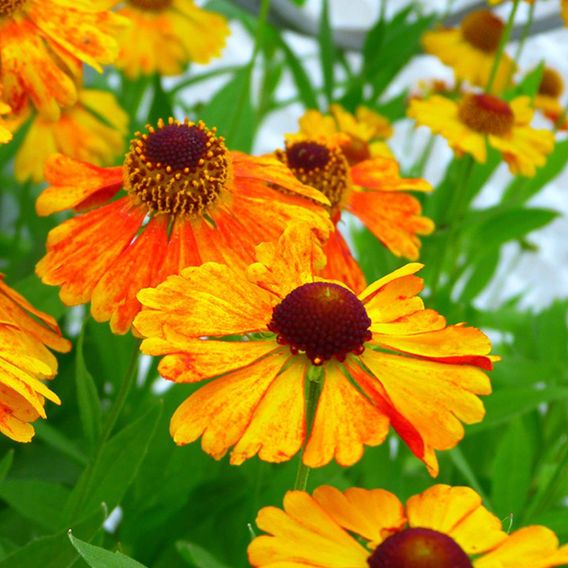 Helenium 'Mardi Gras'