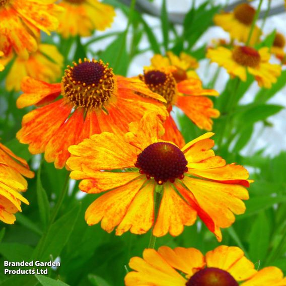 Helenium 'Mardi Gras'