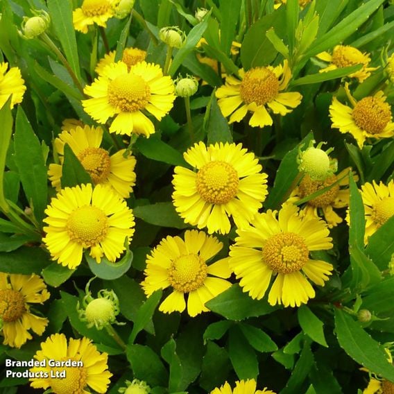 Helenium autumnale 'Salud Yellow (Balsalulow)'