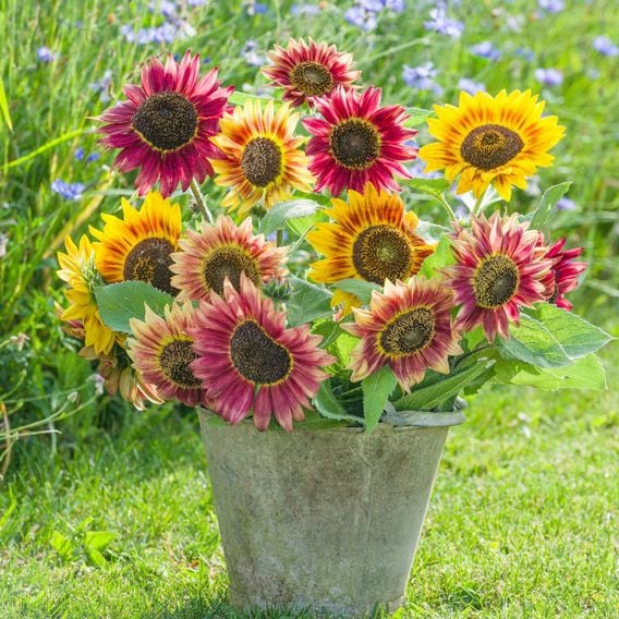 Sunflower 'Antique Glow' - Seeds