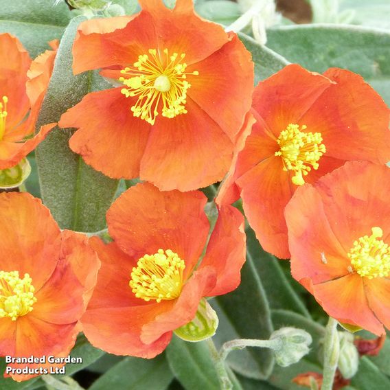 Helianthemum Henfield Brilliant