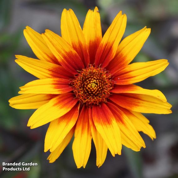 Summer Perennial Plant Bundle
