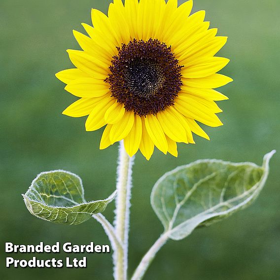 Sunflower Carmel F1 Seeds