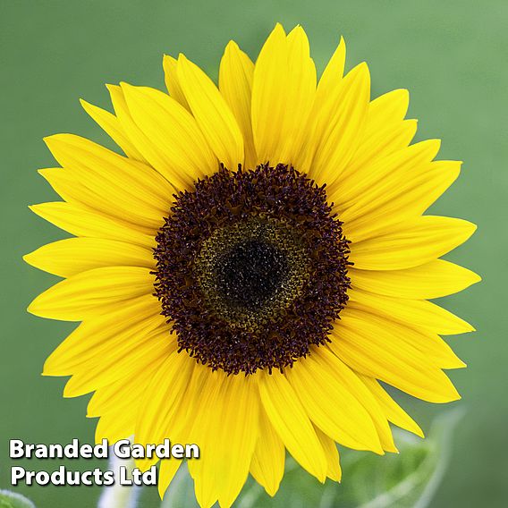 Sunflower Carmel F1 - Seeds