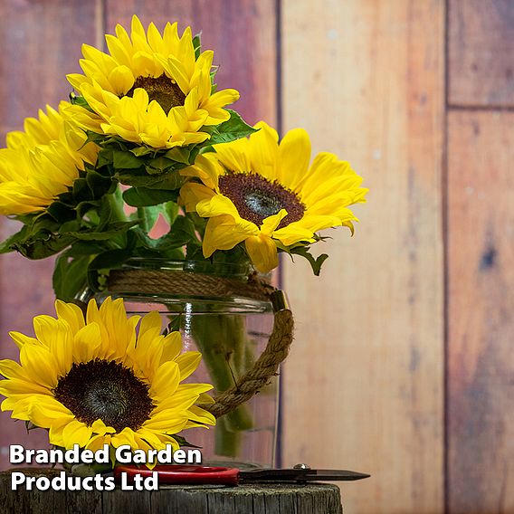 Sunflower Carmel F1 - Seeds