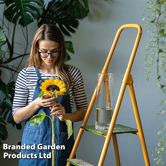 Sunflower Carmel F1 - Seeds