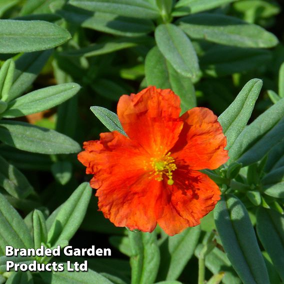 Helianthemum 'Fire Dragon'