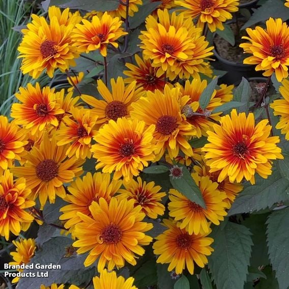 Heliopsis helianthoides var. scabra 'Funky Spinner'