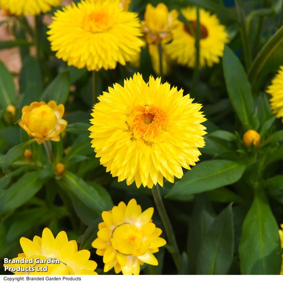Helichrysum 'Nevada Gold'