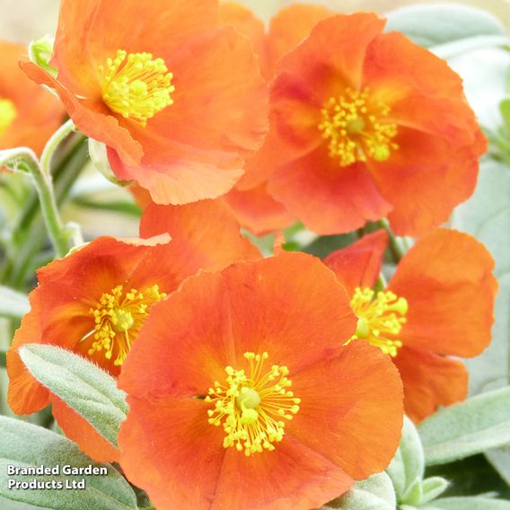 Helianthemum Henfield Brilliant