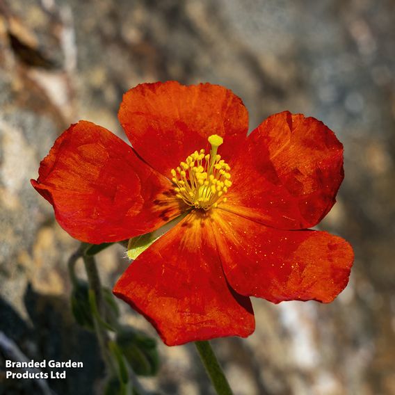 Helianthemum Henfield Brilliant