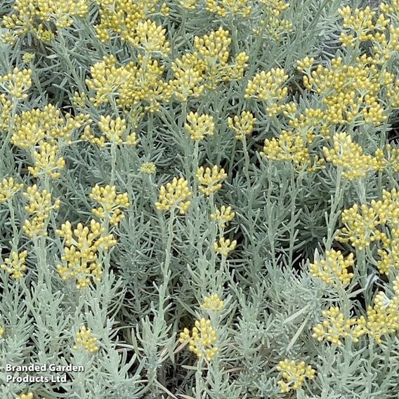 Helichrysum italicum 'Korma'