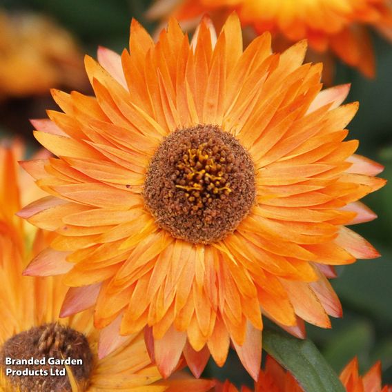 Helichrysum bracteatum 'Nevada Orange'