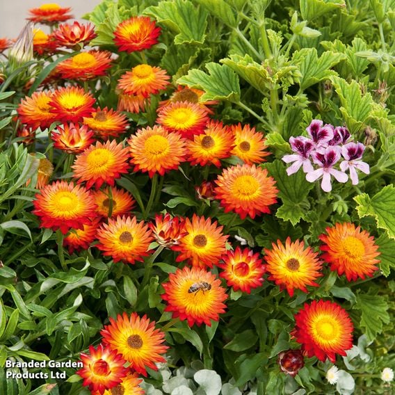 Helichrysum bracteatum 'Nevada Orange'