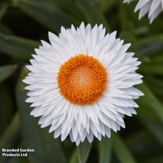 Helichrysum bracteatum 'Nevada White'