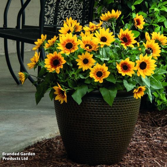 Sunflower SunBelievable&trade; 'Brown Eyed Girl'