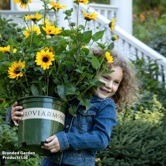 Sunflower SunBelievable&trade; 'Brown Eyed Girl'