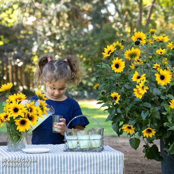 Sunflower SunBelievable&trade; 'Brown Eyed Girl'