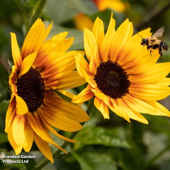 Sunflower SunBelievable&trade; 'Brown Eyed Girl'