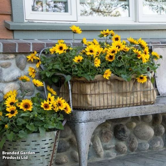 Sunflower SunBelievable&trade; 'Brown Eyed Girl'
